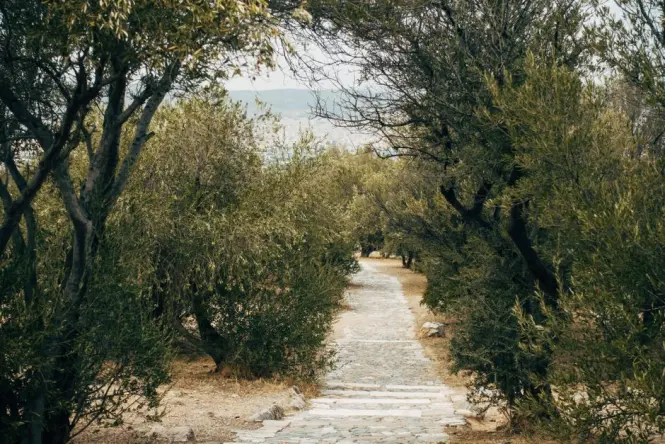 Shaded pathway through the National Garden near Syntagma Square in Athens