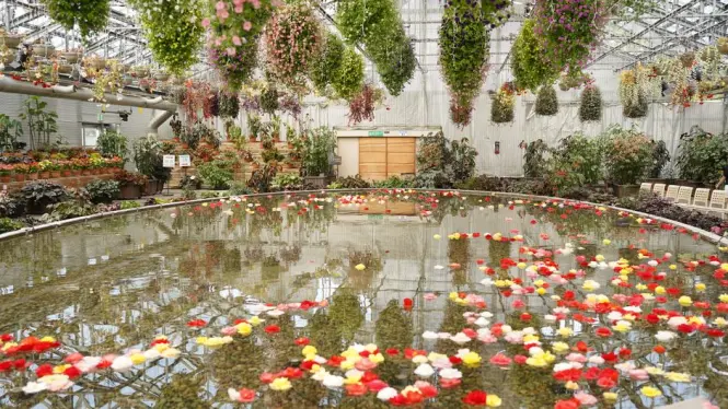 Floating flower projection room at teamLab Planets