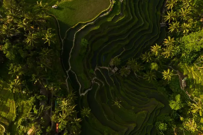 Tegallalang Rice Terraces at golden hour