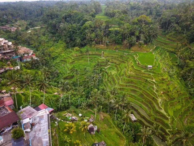 Inside Tegallalang Rice Terraces