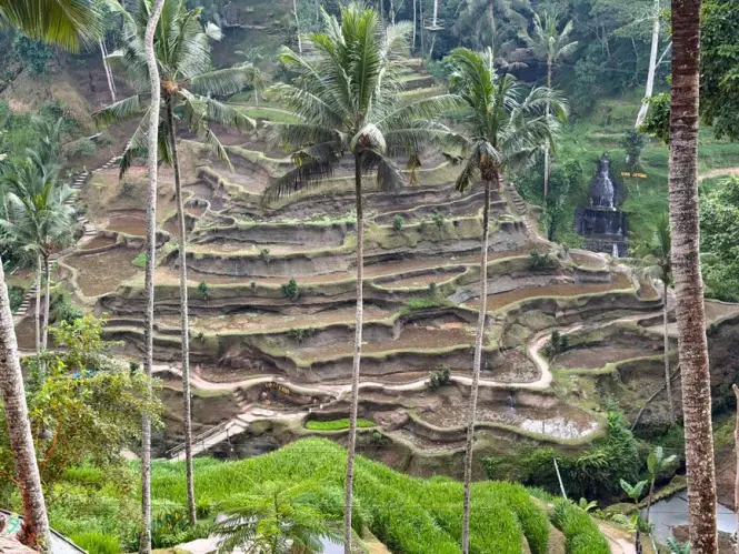 Getting to Tegallalang Rice Terraces in Bali