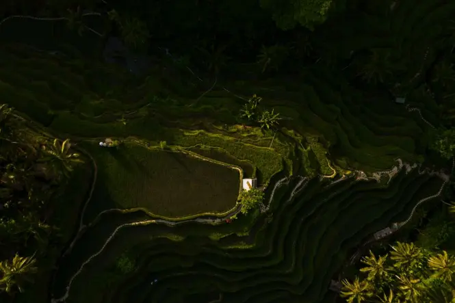 Tegallalang Rice Terraces main exterior view