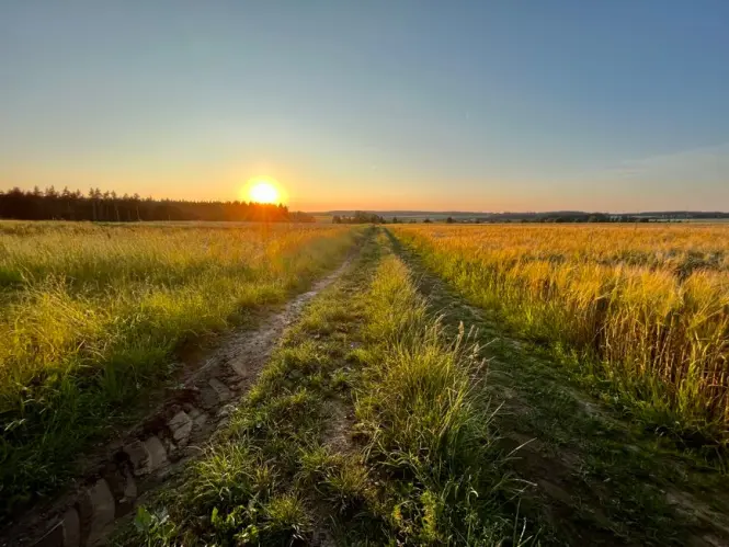 Golden hour light over the open grassland of Tempelhofer Feld