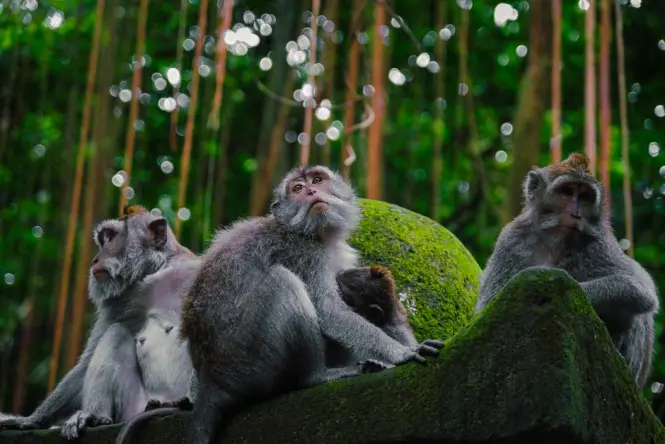 Ubud Monkey Forest at golden hour