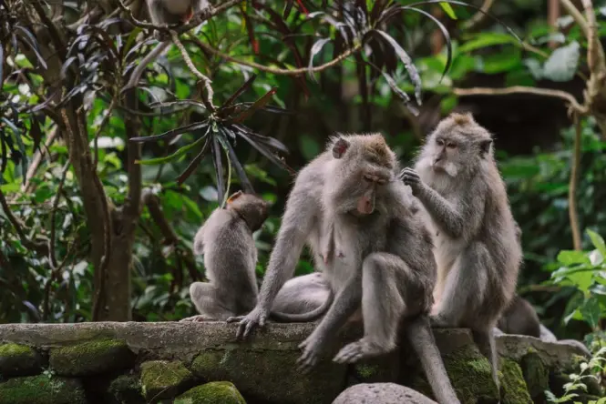 Inside Ubud Monkey Forest