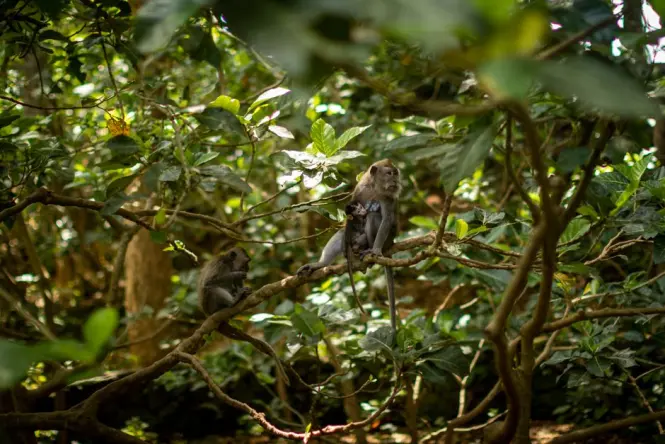Tickets and entrance at Ubud Monkey Forest