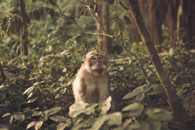 Ubud Monkey Forest main exterior view