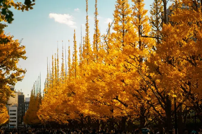 Ginkgo trees in autumn colour at Yoyogi Park