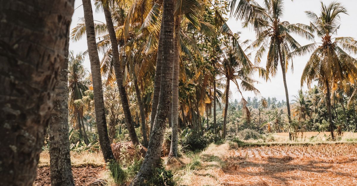 Best time to visit Bali: when to go and when to avoid