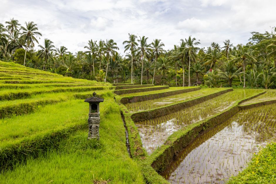 Tegallalang rice terraces near Ubud