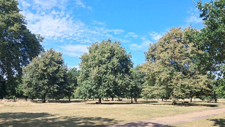 Hyde Park green lawns