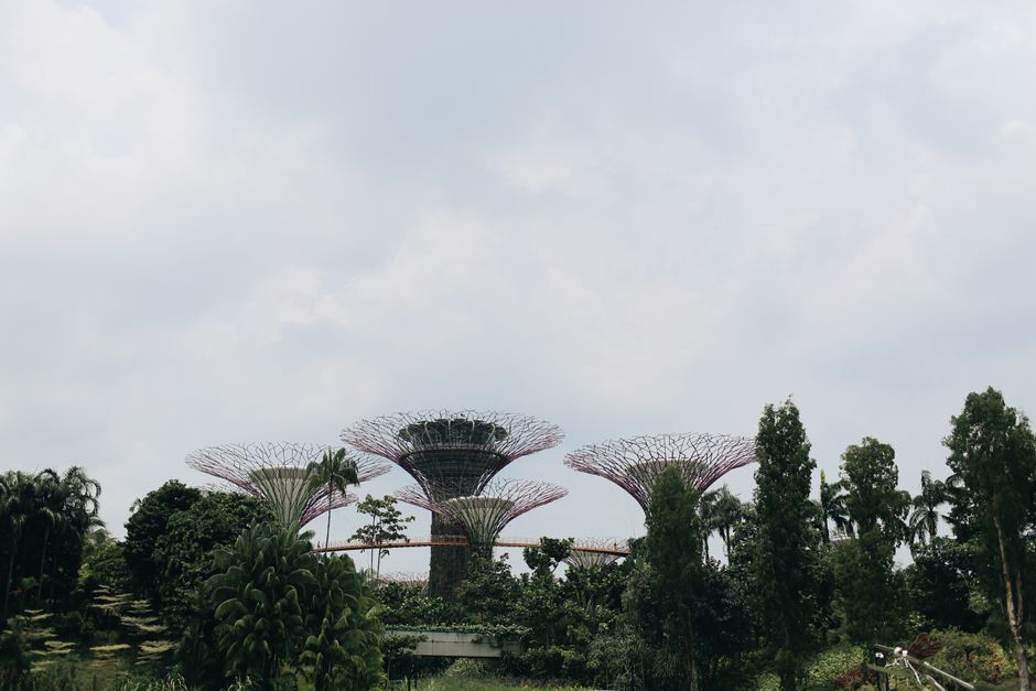 Supertree Grove at Gardens by the Bay