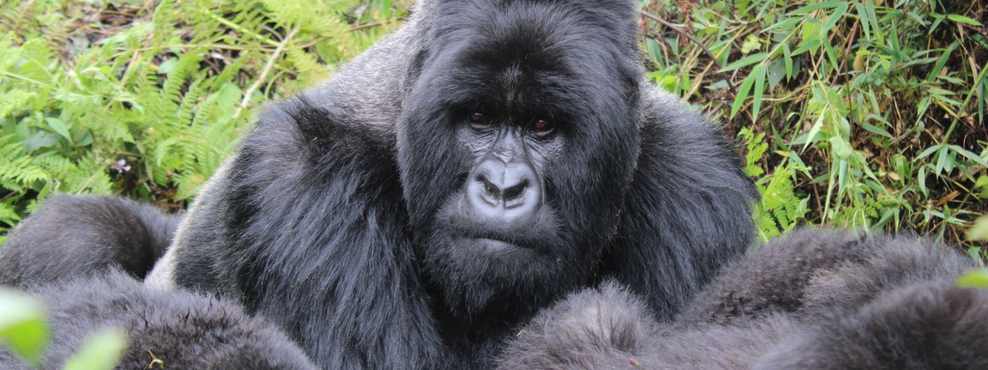 Democratic Republic of the Congo