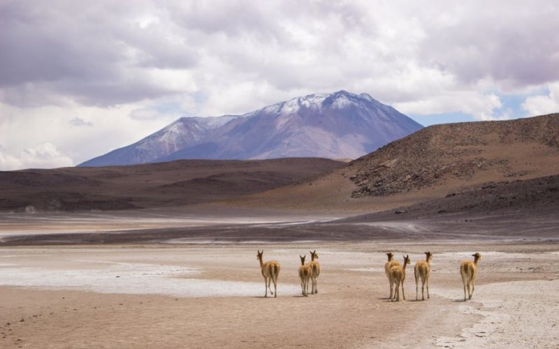 The Altiplano