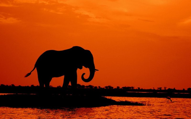 Chobe & Linyanti