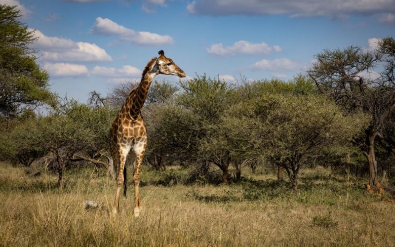 The Kalahari Desert