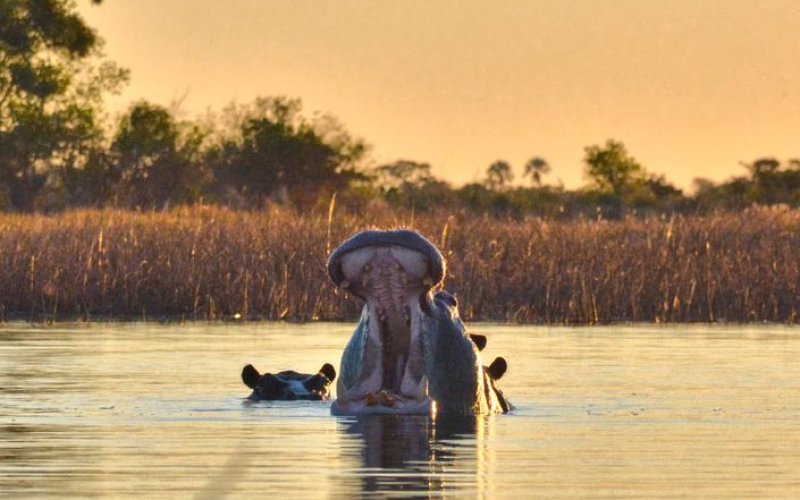 The Okavango Delta