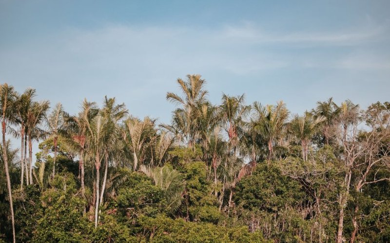 North (Amazonia)