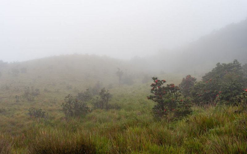 The Central Highlands
