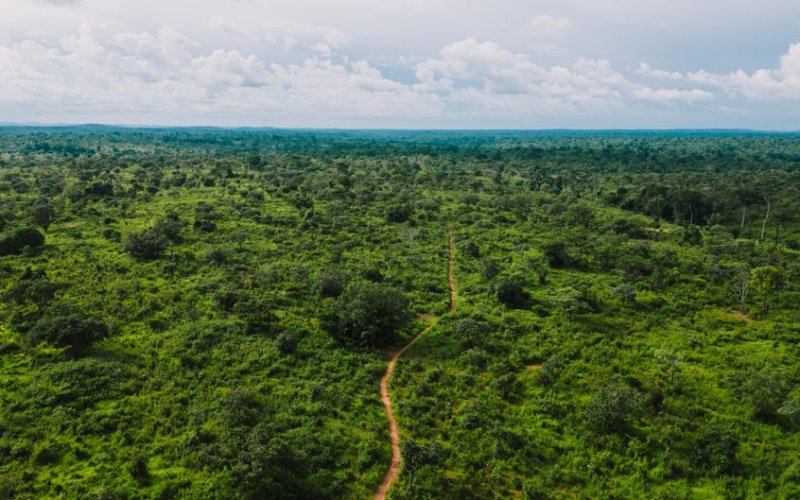 Centre and East Rainforests