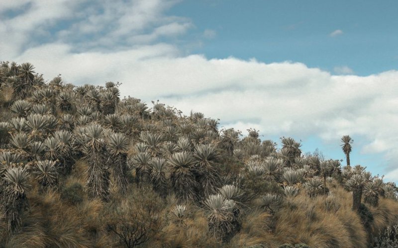 Andean Highlands