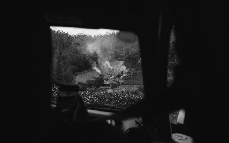 The Interior Forest