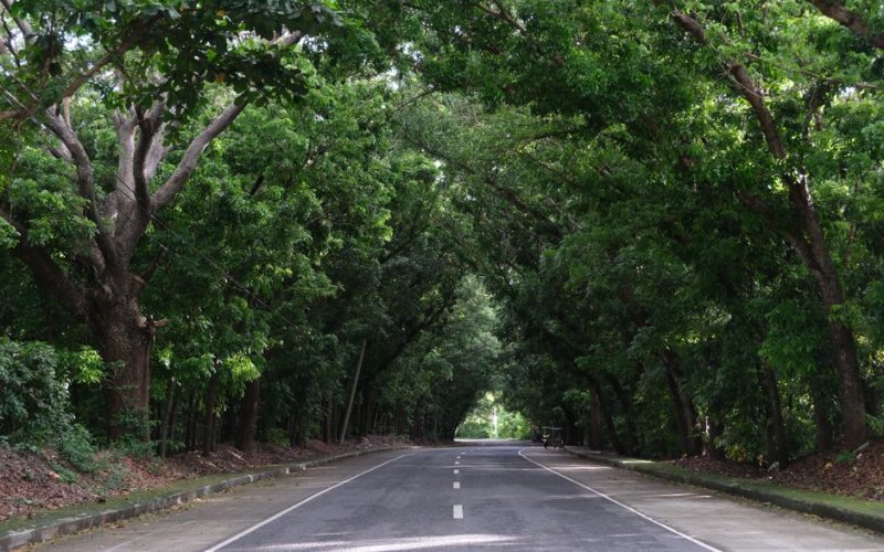 Forest Guinea (Guinée Forestière)
