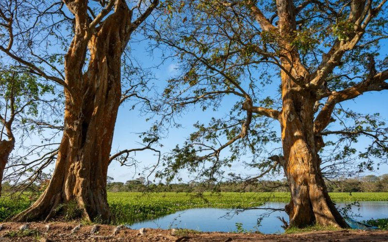 The Essequibo Region