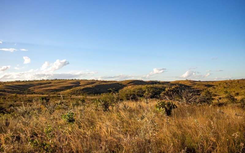 The Rupununi Savannah