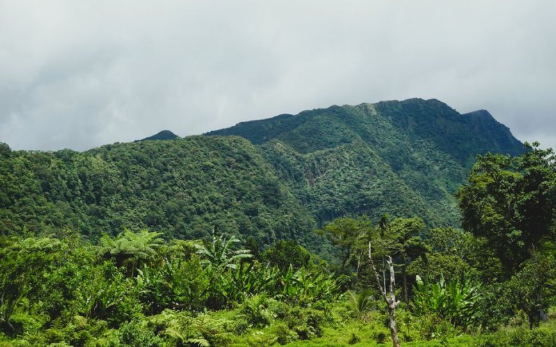 The Northern Volcano & Rainforest