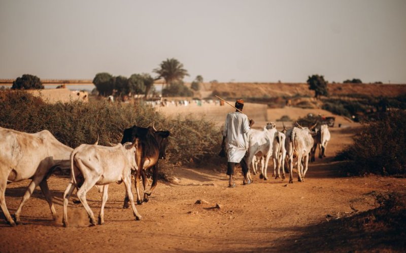 Zinder & the South-Central Sahel