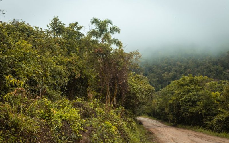 The Selva (Amazon Basin)