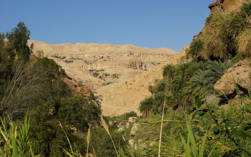 The Desert Oasis