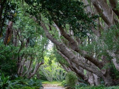 Company's Garden