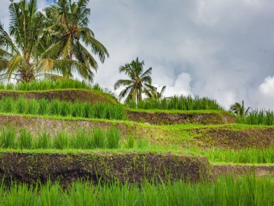 Jatiluwih Rice Terraces