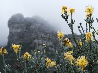 Kirstenbosch Botanical Garden