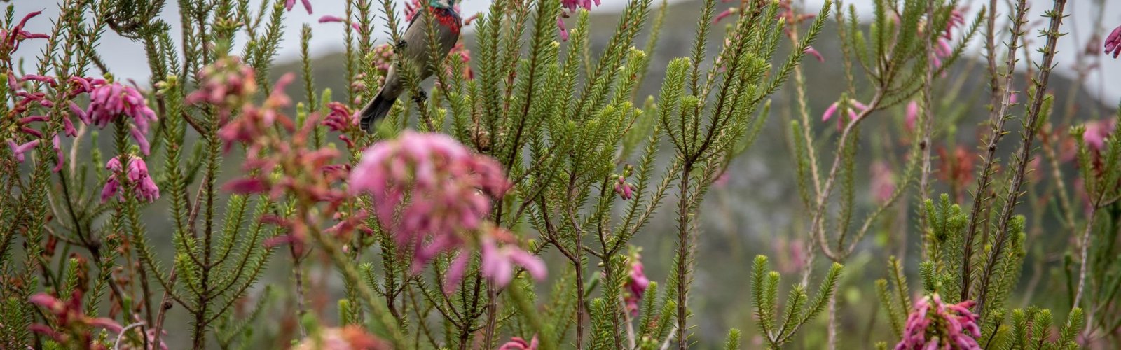 Kirstenbosch Botanical Garden