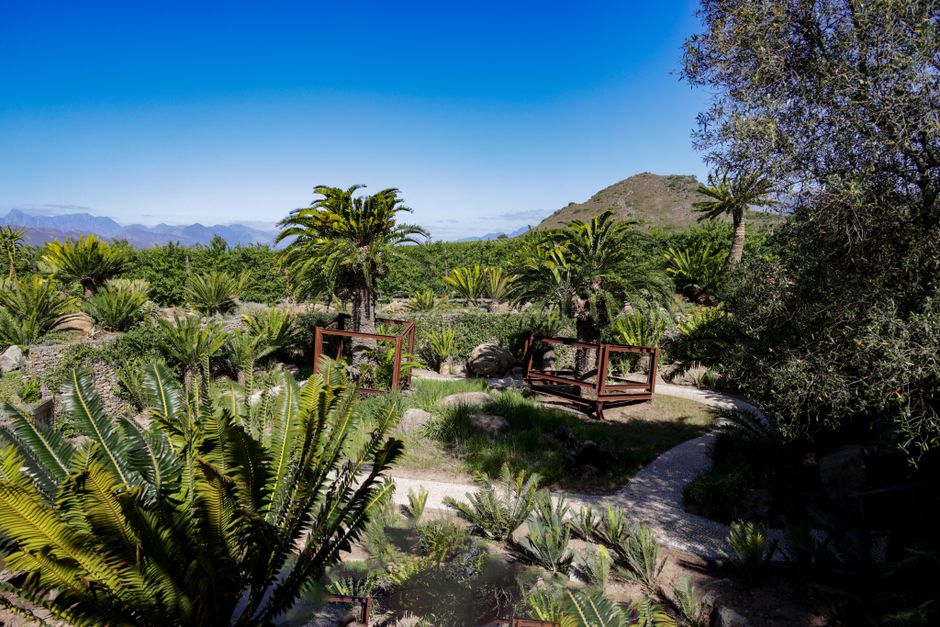 Inside Kirstenbosch Gardens