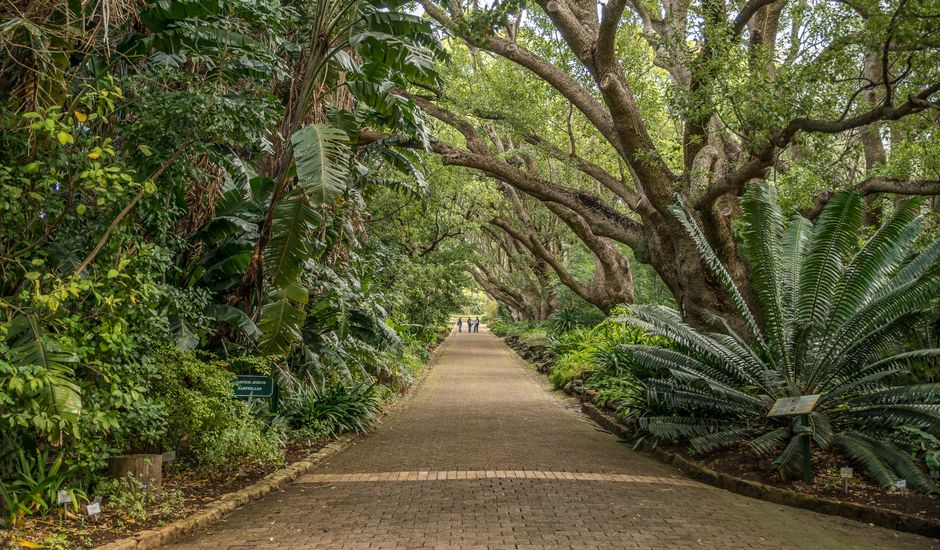 Inside Royal Botanic Garden