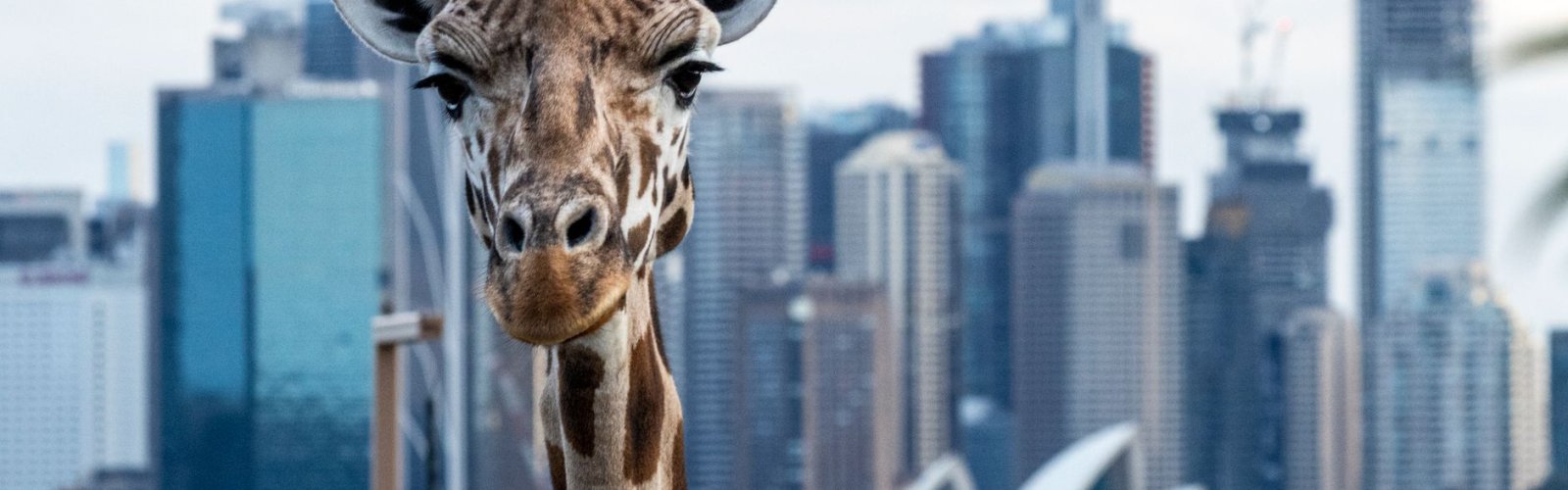 Taronga Zoo