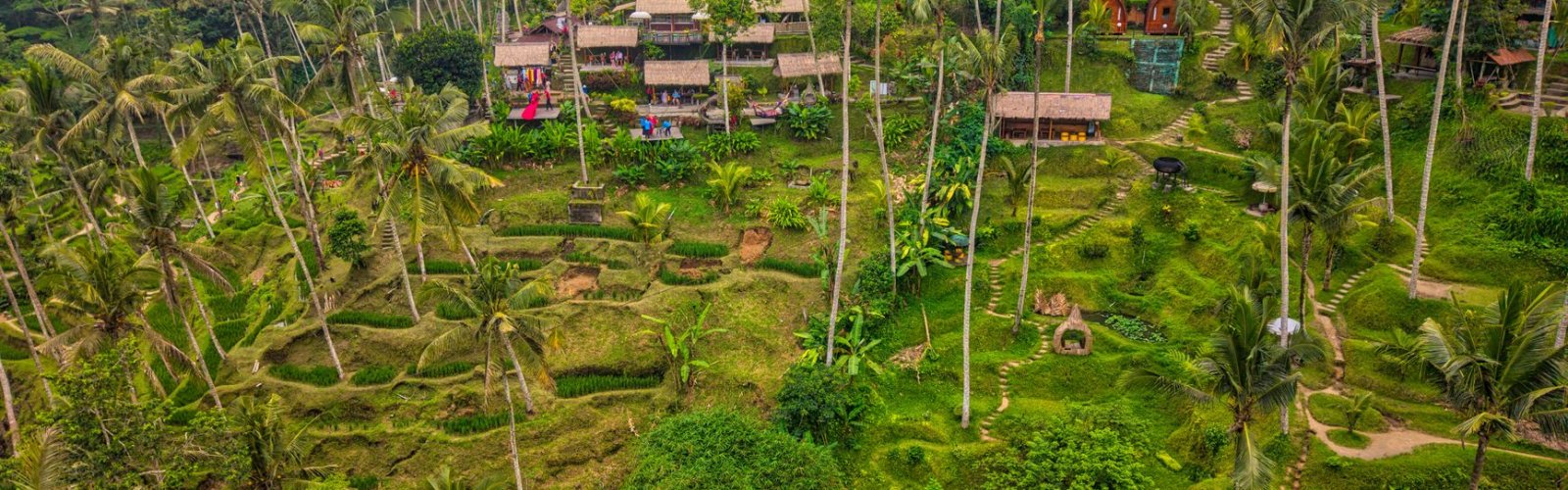 Tegallalang Rice Terraces