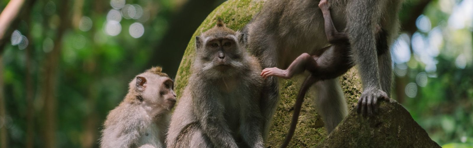Ubud Monkey Forest