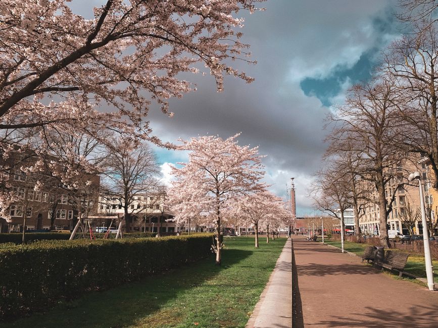 Inside Vondelpark