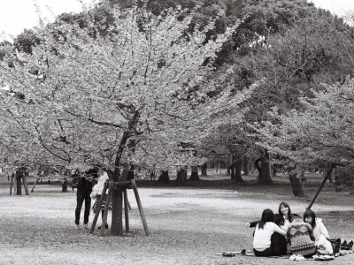 Yoyogi Park